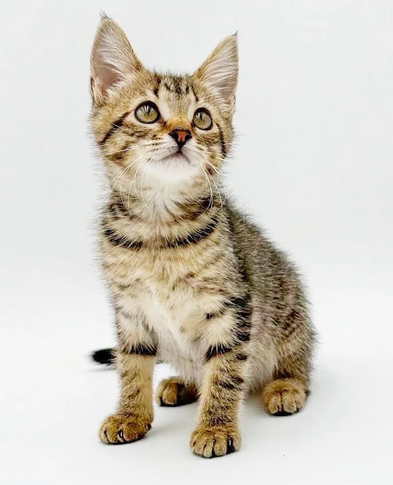 A baby small-sized female Tabby (Brown / Chocolate) Bengal cat named Natalie queen of for adoption in Bedford Hills, NY