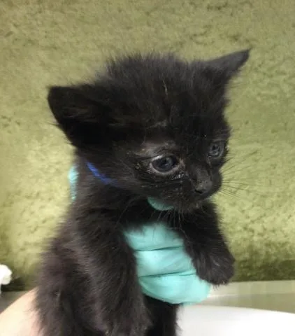 A baby small-sized male Domestic Long Hair cat named Tucker for adoption in Riverside, CA
