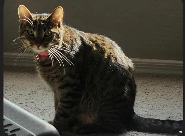 An adult medium-sized female Domestic Short Hair cat named Mcspicey for adoption in San Tan Valley, AZ