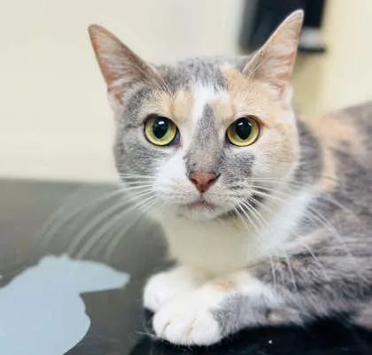 An adult medium-sized female Domestic Short Hair cat named Cream Puff for adoption in West Chester, PA