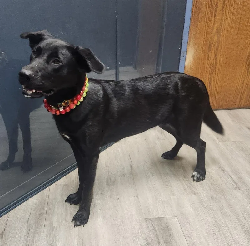 A young medium-sized female Black Labrador Retriever dog named Miss Kerfuffle for adoption in Mansfield, OH