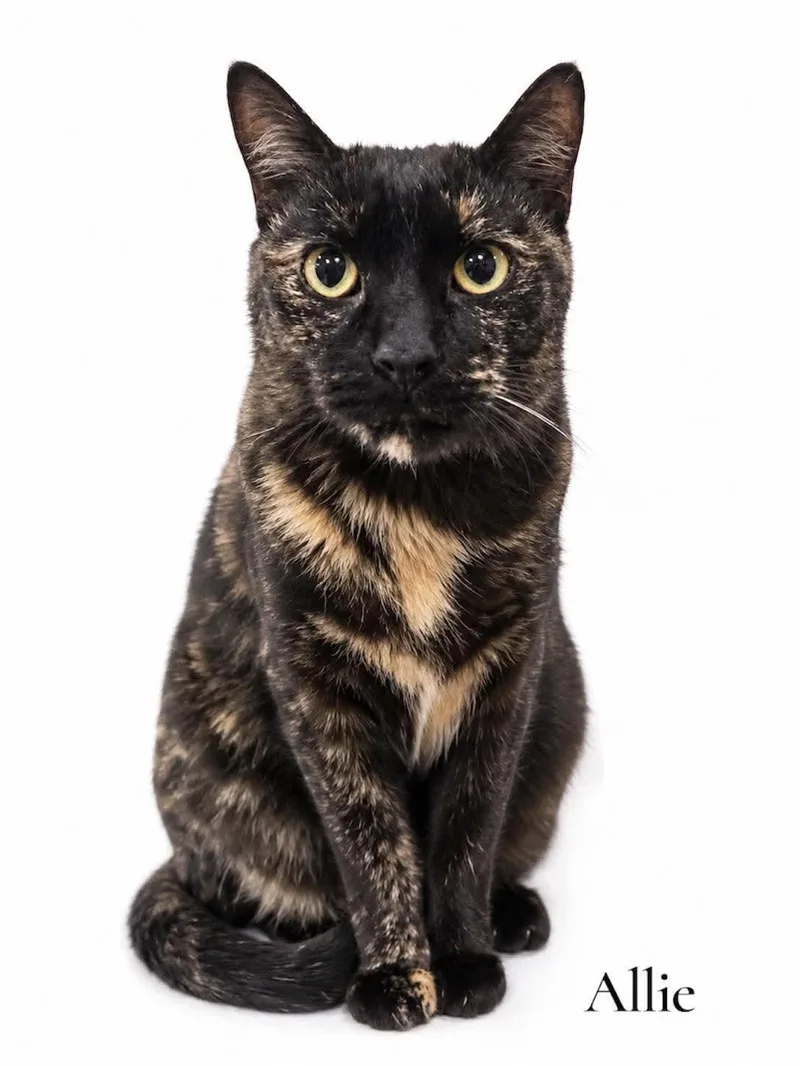 A young medium-sized female Tortoiseshell Domestic Short Hair cat named Allie for adoption in Stevensville, MI