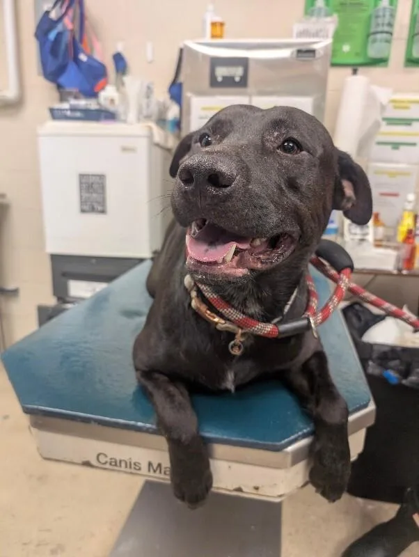 An adult large-sized male Black Labrador Retriever dog named Buddy for adoption in Mobile, AL