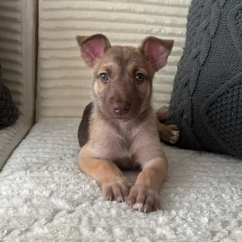 A baby small-sized female Yellow / Tan / Blond / Fawn Shepherd dog named Tangerine for adoption in Edinburg, TX