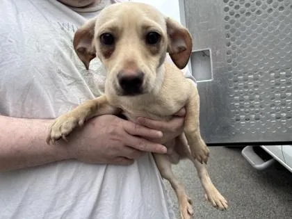 A young small-sized male Chihuahua dog named Apollo for adoption in Seattle, WA