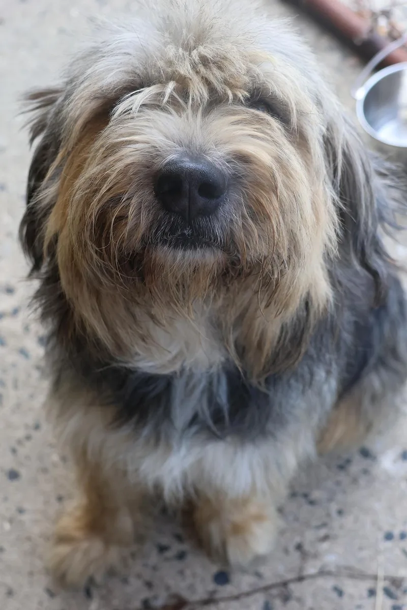 A young medium-sized male Gray / Blue / Silver Old English Sheepdog dog named Benji for adoption in Harrison, NY