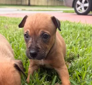 A baby medium-sized male Labrador Retriever dog named Logan for adoption in Miami, FL
