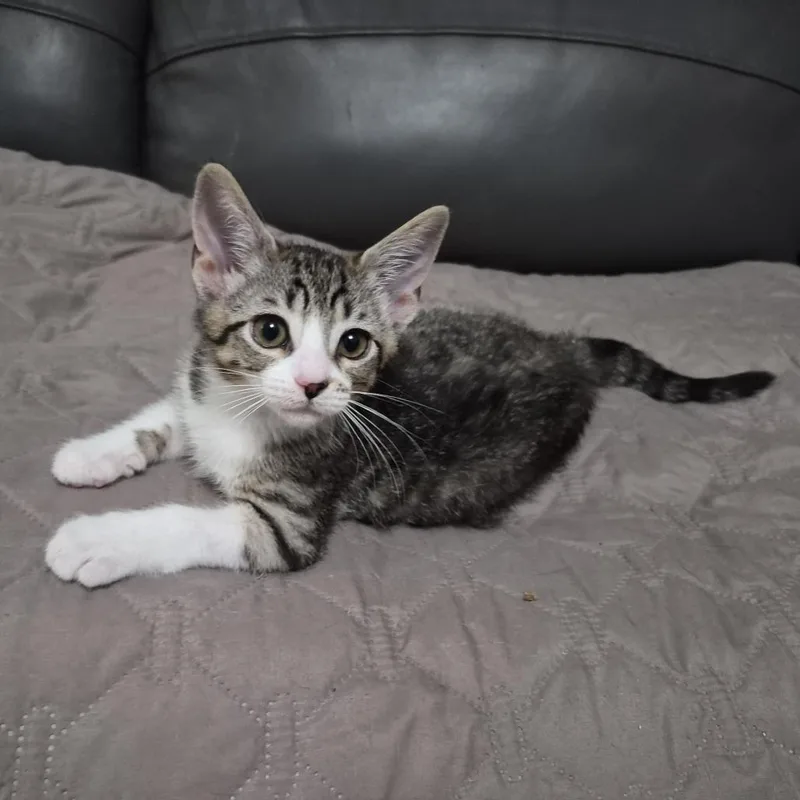 A baby small-sized female Brown / Chocolate Domestic Short Hair cat named Plum for adoption in Long Beach, CA