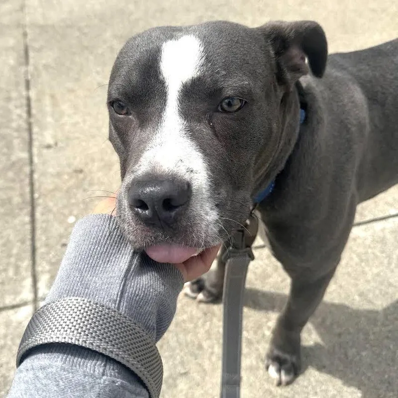 A baby small-sized male Pit Bull Terrier dog named Chase for adoption in Oakland, CA