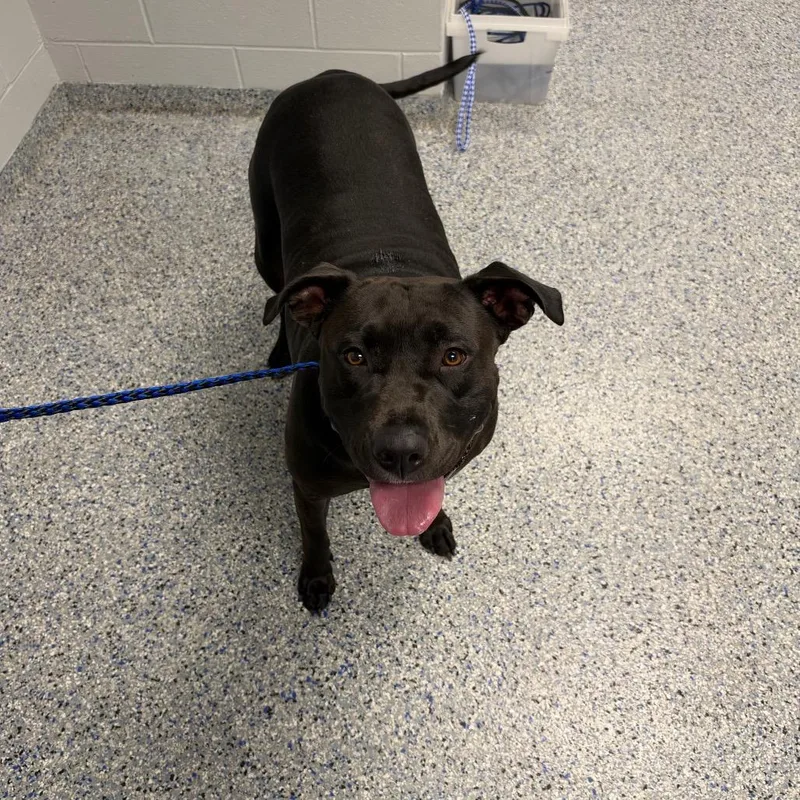 An adult large-sized female Black Mixed Breed dog named Marley for adoption in Greenville, SC