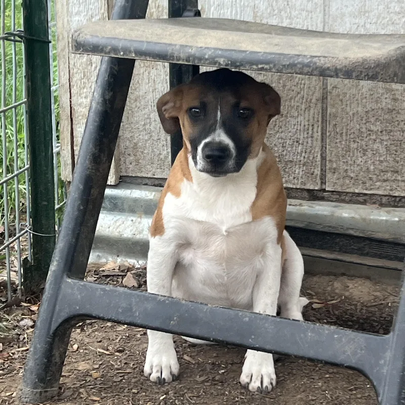 Sycamore thumbnail 2