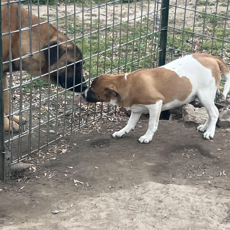 Sycamore thumbnail 3