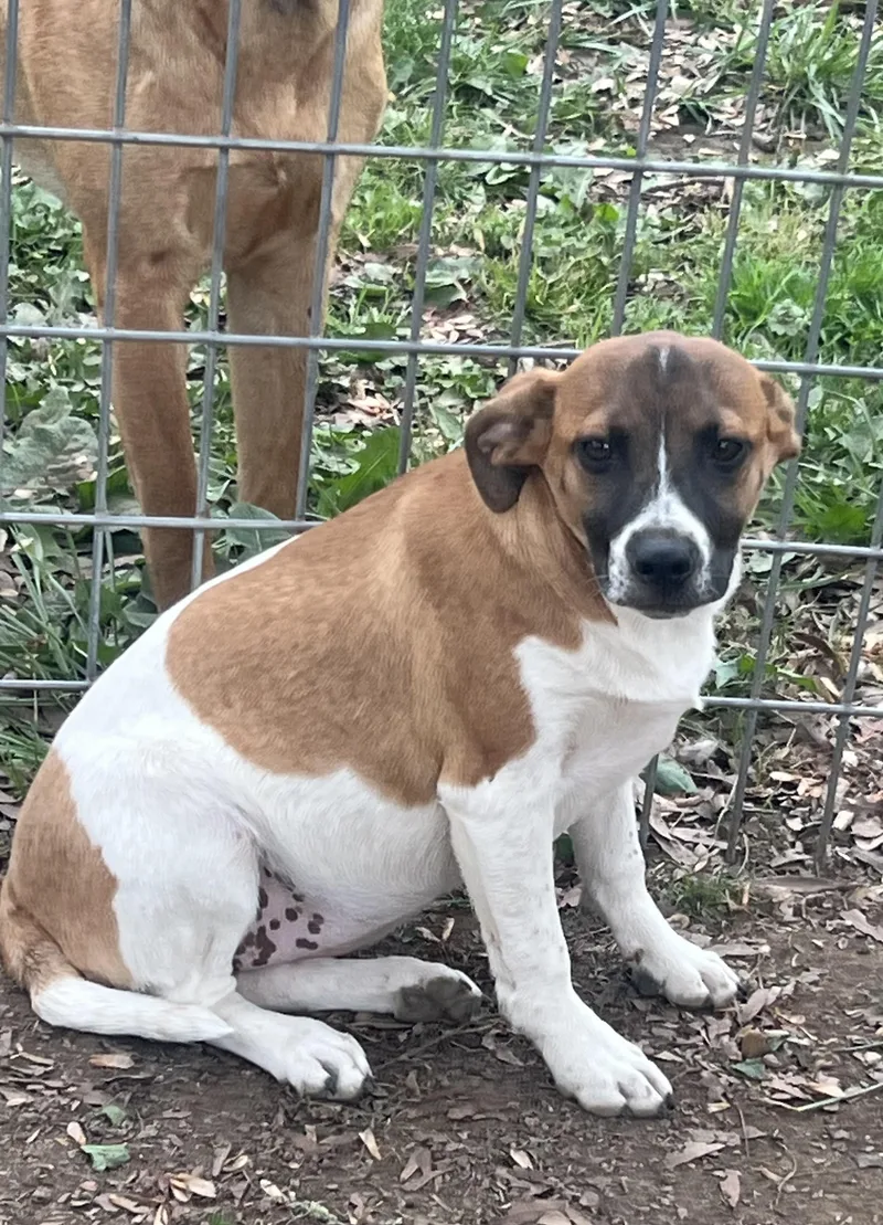 Sycamore thumbnail 4