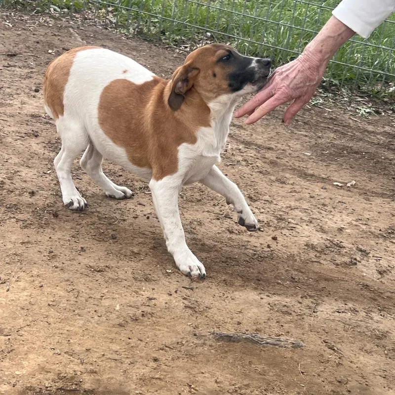 Sycamore thumbnail 5