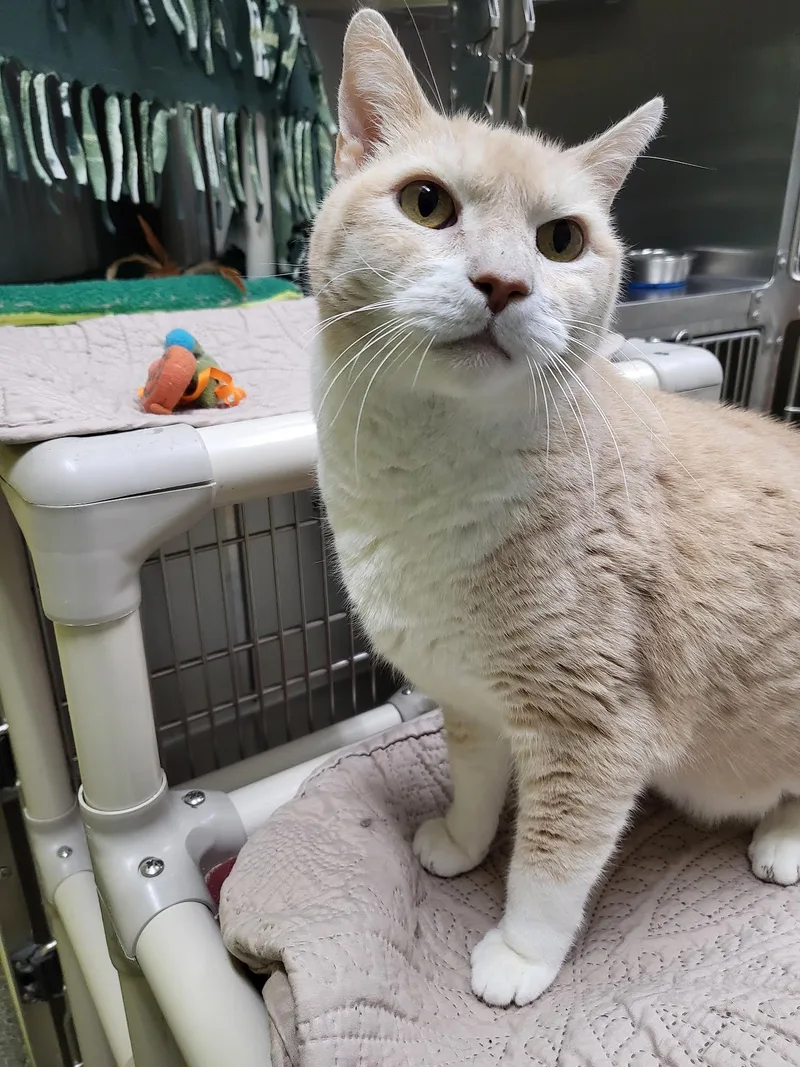 A senior medium-sized male Buff / Tan / Fawn Domestic Short Hair cat named Hunter for adoption in Homer, AK
