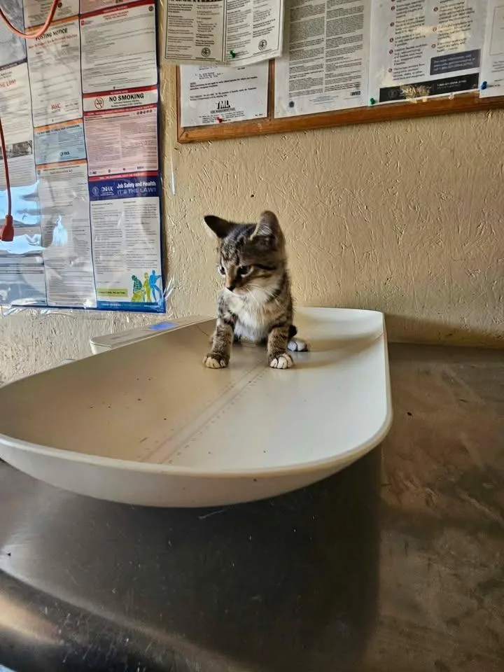 A baby small-sized female Domestic Short Hair cat named Rose for adoption in Shelbyville, TN