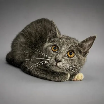 A baby small-sized male Domestic Short Hair cat named Gus Gus for adoption in Bowling Green, KY