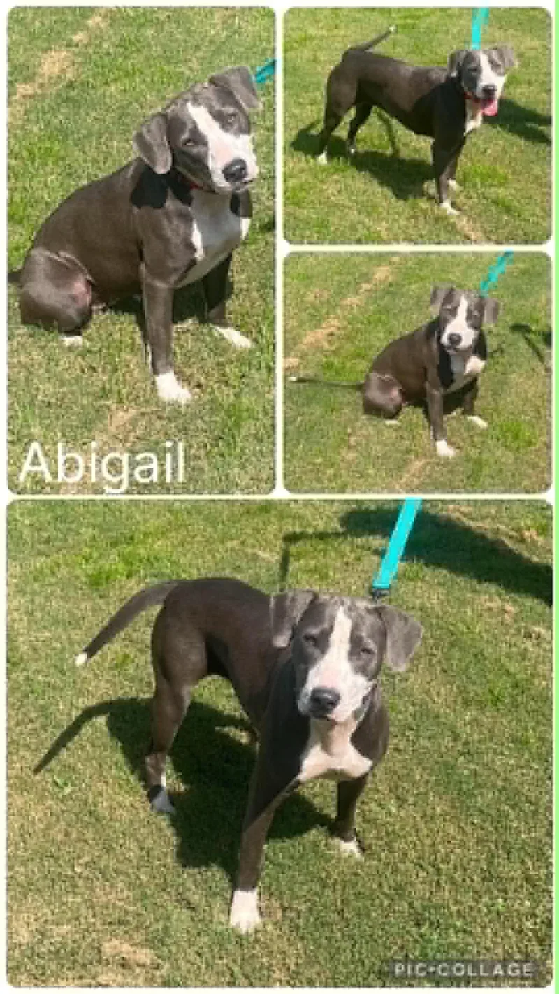 Abigail