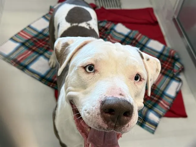 An adult large-sized male American Staffordshire Terrier dog named Sparky for adoption in Grand Prairie, TX