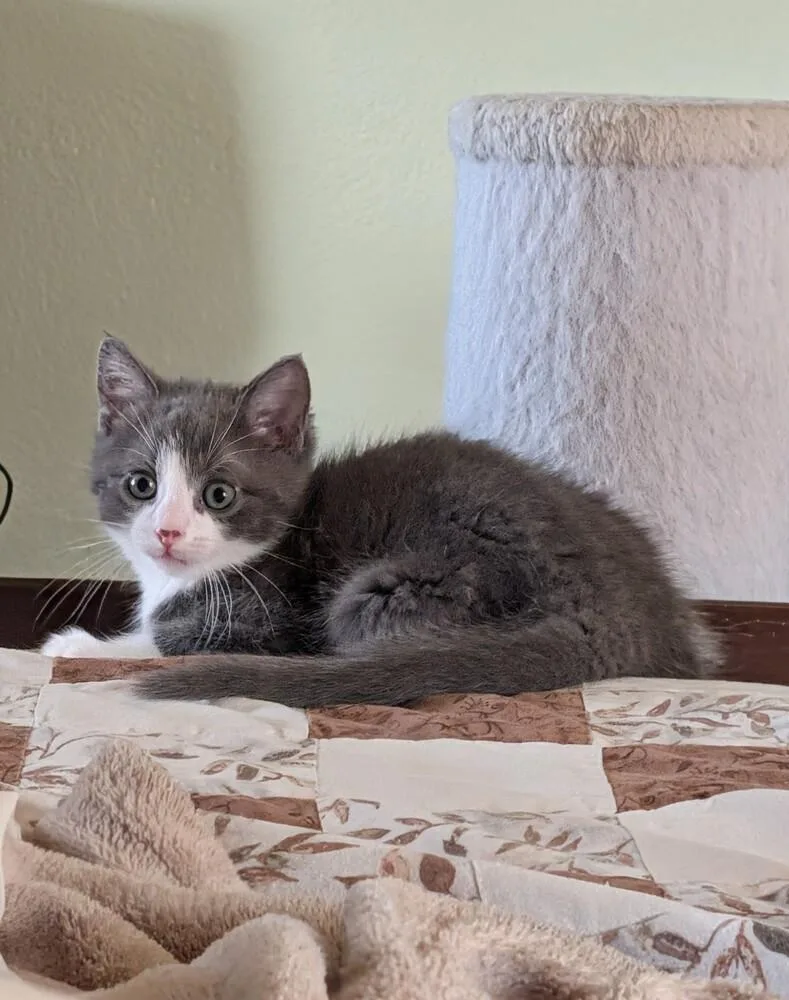 A baby small-sized male Gray & White Domestic Medium Hair cat named Thunder for adoption in Westfield, WI