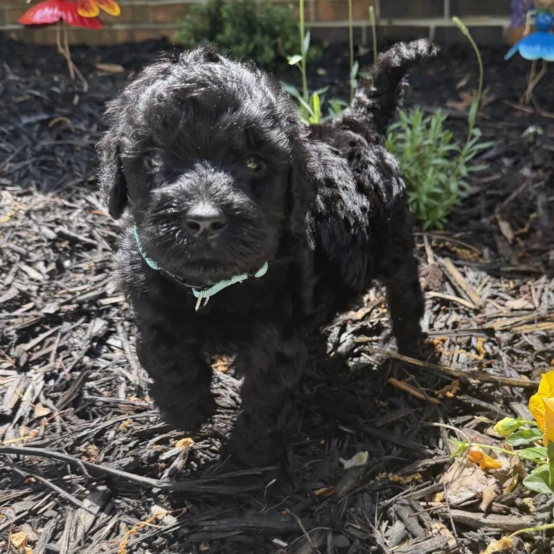 A baby small-sized male Black Standard Poodle dog named Atticus for adoption in Rossville, GA