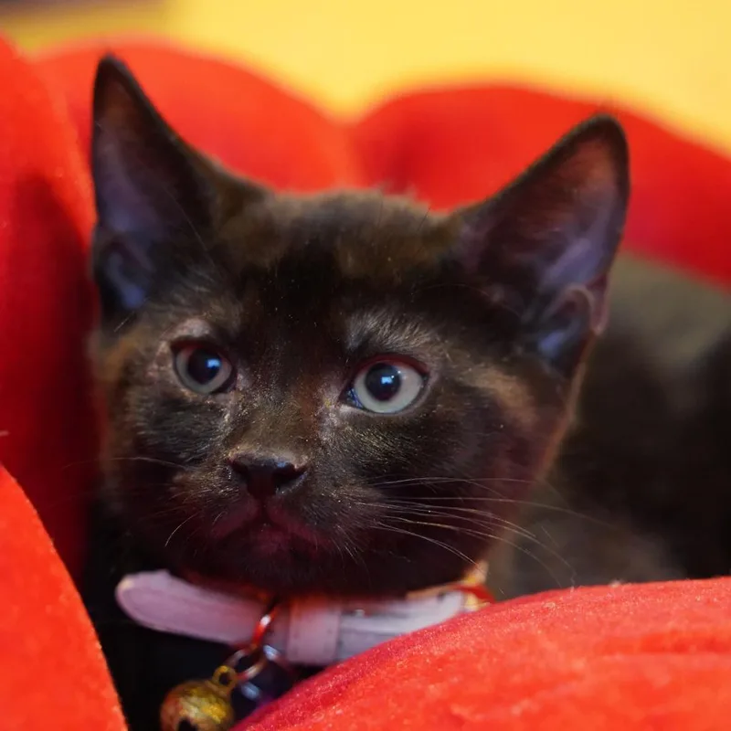 An adult small-sized male Black Domestic Short Hair cat named Ken for adoption in Howard beach, NY