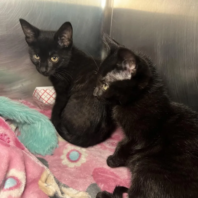 A baby small-sized female Black Domestic Short Hair cat named Lyra for adoption in Matteson, IL
