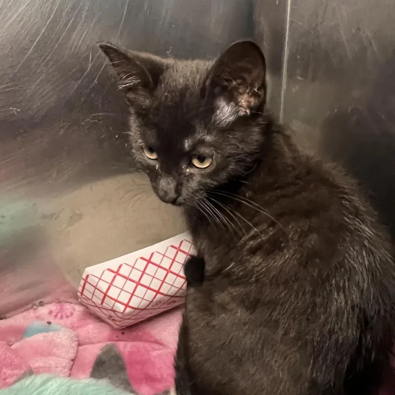 Lyra thumbnail 2