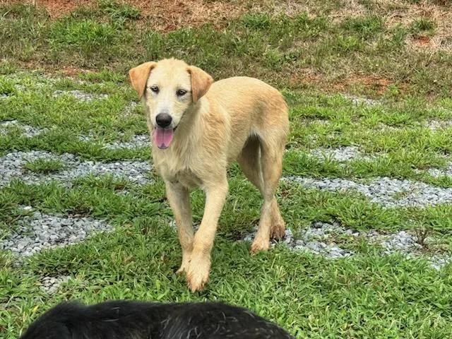 Simba