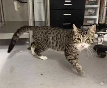 An adult medium-sized male Domestic Short Hair cat named Carl for adoption in West Chester, PA