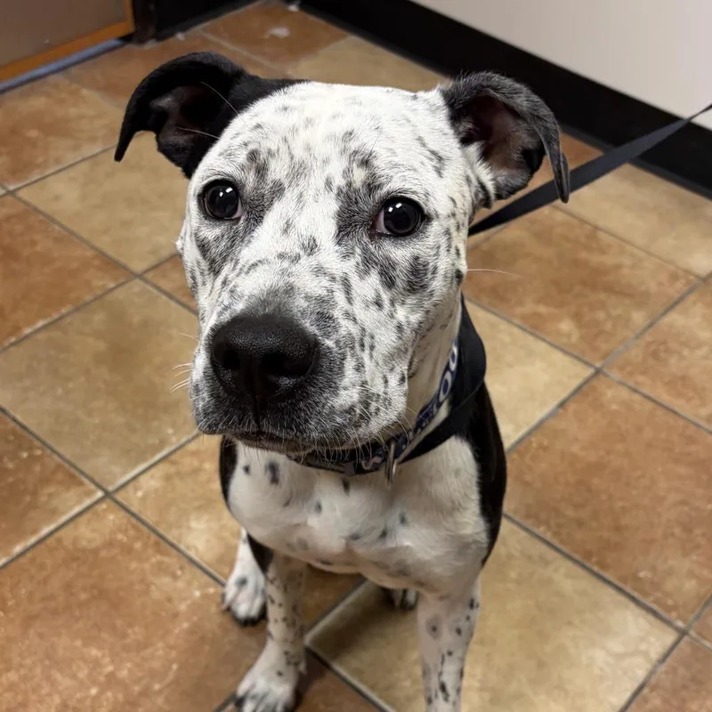 An adult medium-sized female Pit Bull Terrier dog named FWT Pepper for adoption in Midland, TX