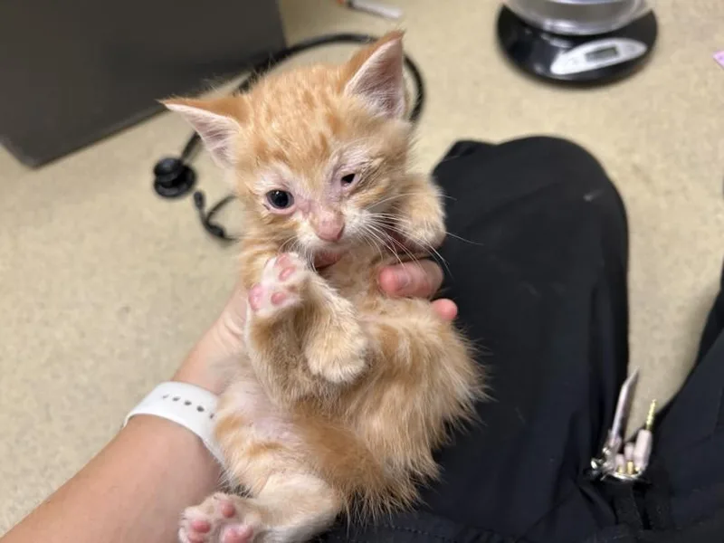 A baby small-sized male Domestic Short Hair cat named Bill Anderson for adoption in Chapel Hill, NC