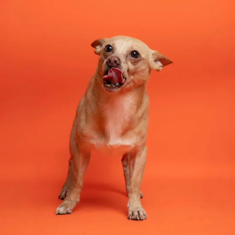 An adult small-sized male Chihuahua dog named Buddy for adoption in Richardson, TX