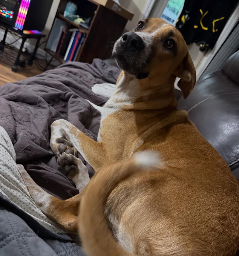 Bruno thumbnail 5
