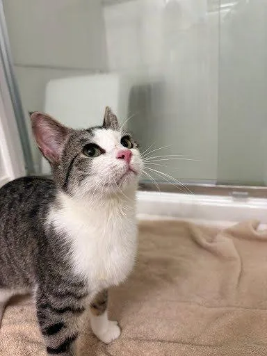A baby small-sized male Tabby (Gray / Blue / Silver) Domestic Short Hair cat named Caleb for adoption in Raleigh, NC
