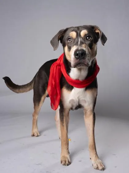 An adult large-sized male Mixed Breed dog named Spike for adoption in Atlanta, GA
