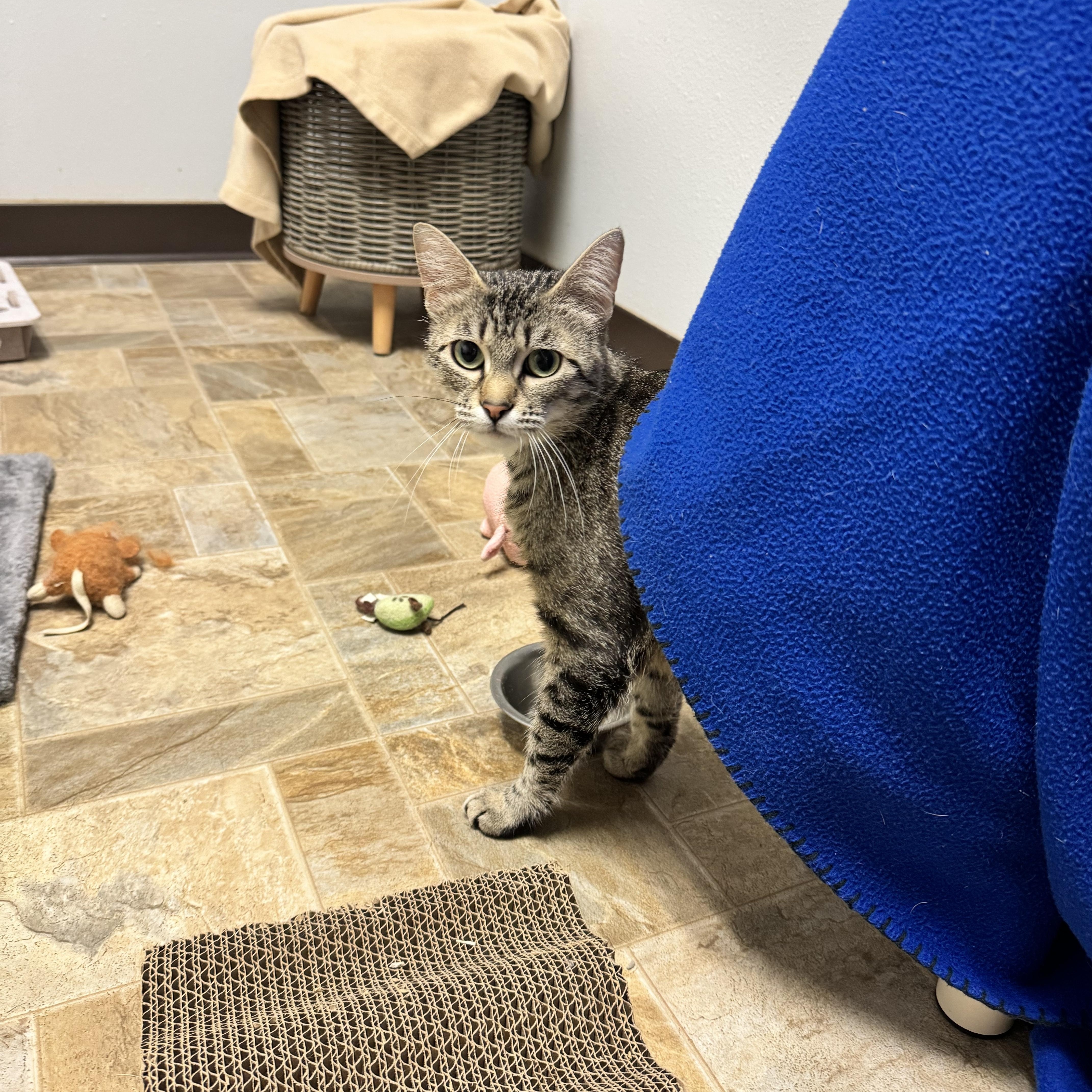 An adult medium-sized female Tabby (Brown / Chocolate) Domestic Short Hair cat named Sunset for adoption in Dodgeville, WI