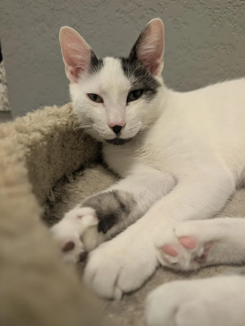 A baby medium-sized male White Domestic Short Hair cat named Salvatore for adoption in Palm Harbor, FL