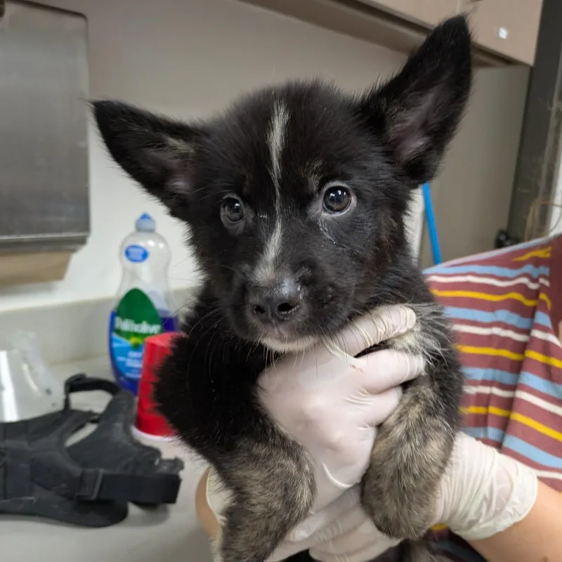 A baby small-sized male Black Shepherd dog named Brobee for adoption in Cleveland, MS