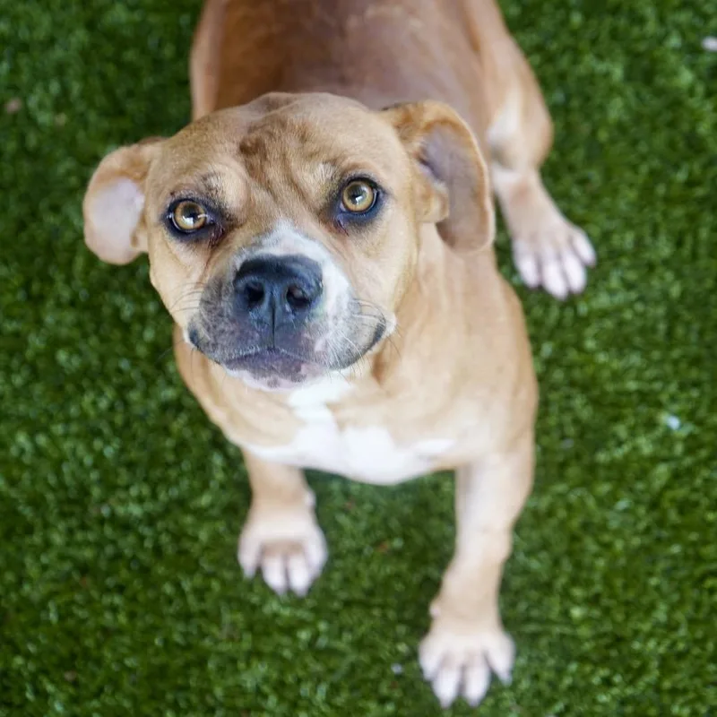 An adult medium-sized female Yellow / Tan / Blond / Fawn Hound dog named Josette for adoption in Tuscaloosa, AL