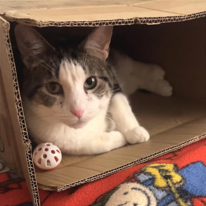 An adult large-sized male Brown / Chocolate Domestic Short Hair cat named Carmie for adoption in Oak Park, IL