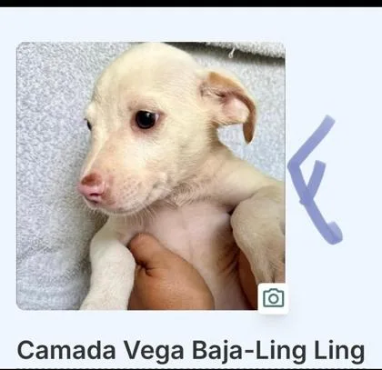 A baby small-sized female Mixed Breed dog named Ling Ling for adoption in Washington, DC