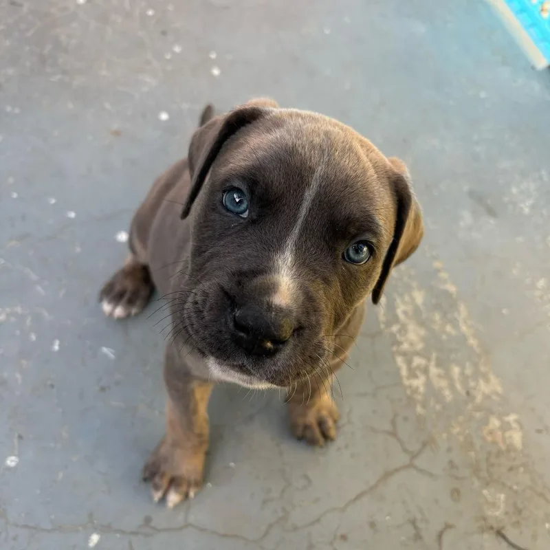 A baby large-sized male Brindle Cane Corso dog named Oakley for adoption in Turlock, CA