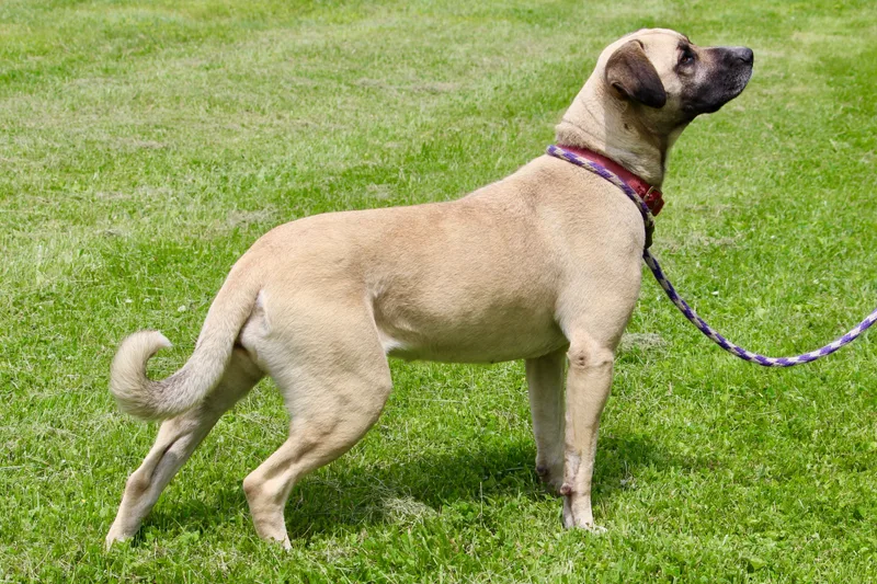 Rosemary thumbnail 4