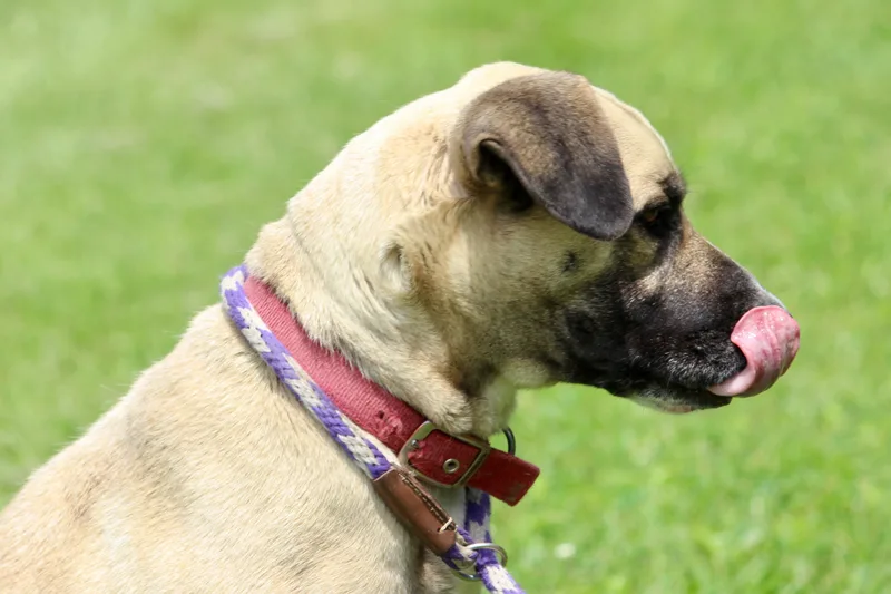 Rosemary thumbnail 5