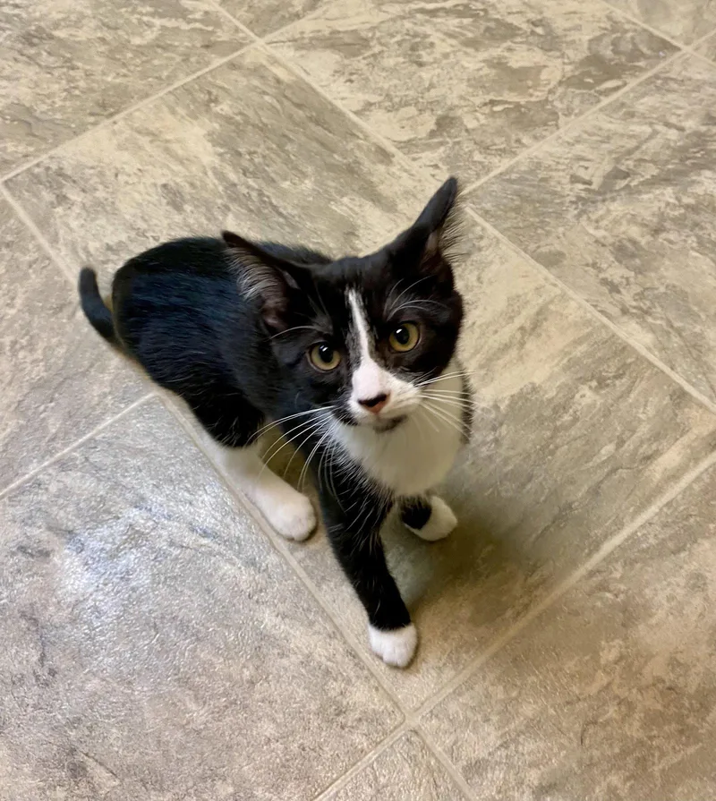 A young medium-sized female Black & White / Tuxedo Domestic Short Hair cat named Tillie for adoption in Fargo, ND