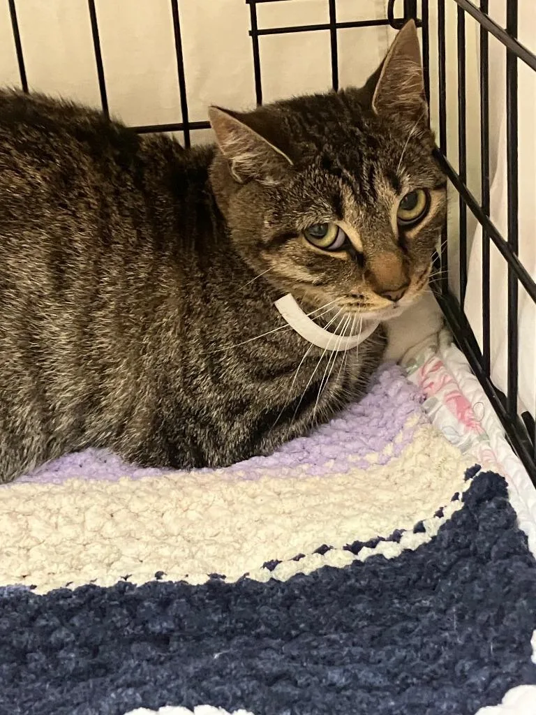A young medium-sized female Domestic Short Hair cat named Abby for adoption in Lunenburg, MA