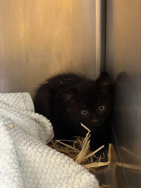 A baby small-sized male Domestic Short Hair cat named Romeo for adoption in Santa Cruz, CA