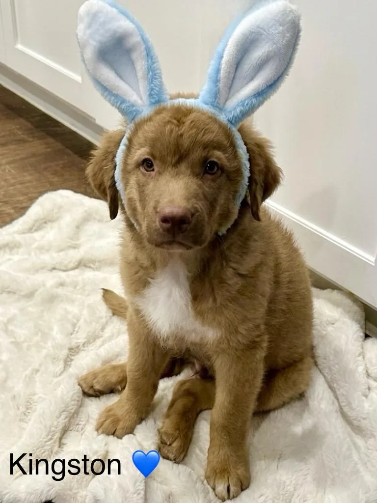 Kingston thumbnail 3