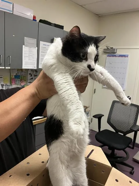 A young medium-sized male Domestic Short Hair cat named Tobias for adoption in Long Beach, CA